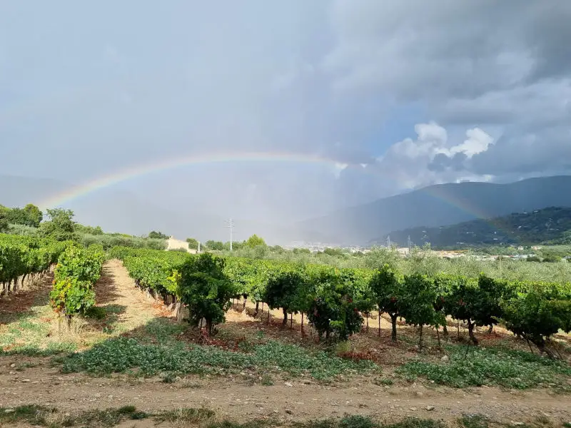Un arc en ciel au dessus des vignes